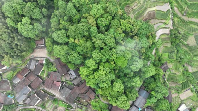 航拍浙江丽水枫堂古建筑遗址农村建设