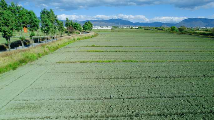 田地里庄稼刚刚发芽