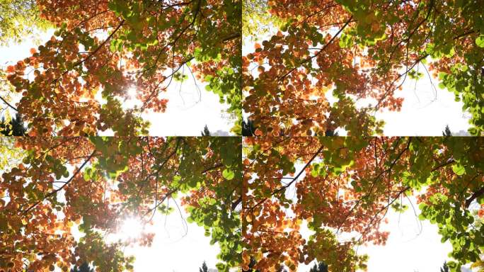 稳定器拍摄 秋叶