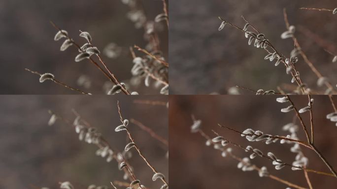 春天里的新芽 柳树芽 毛毛狗