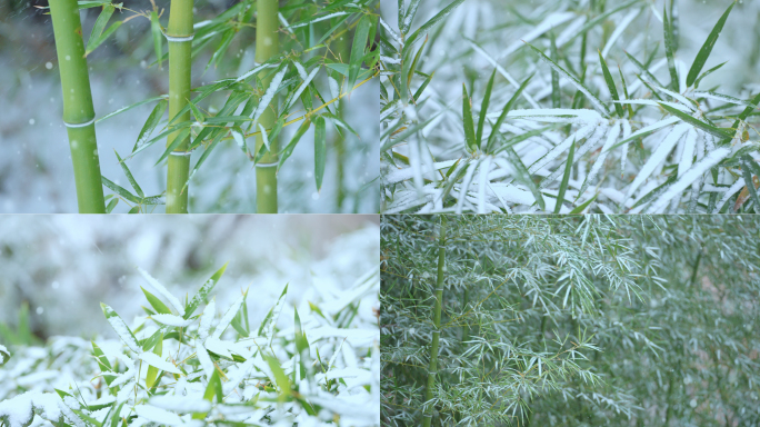 冬至竹子下雪竹林雪景古风中国风