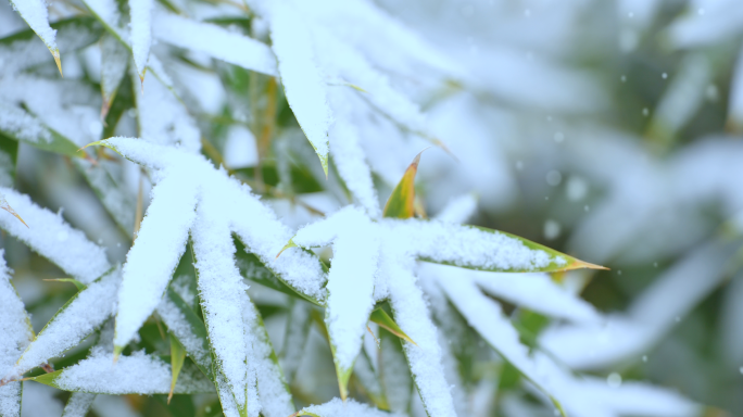 冬至竹子下雪竹林雪景古风中国风