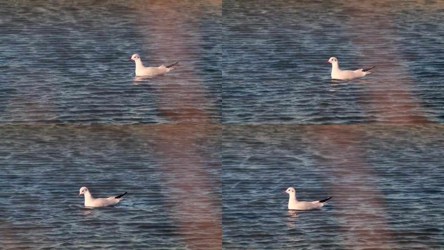 银鸥海鸥鸟漂浮在水面上