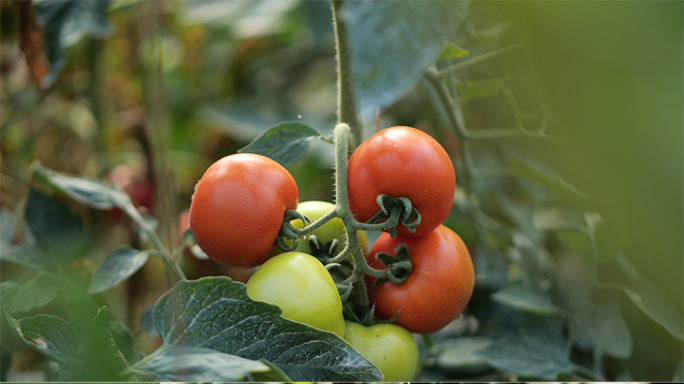 大棚内种植的番茄 4k50帧