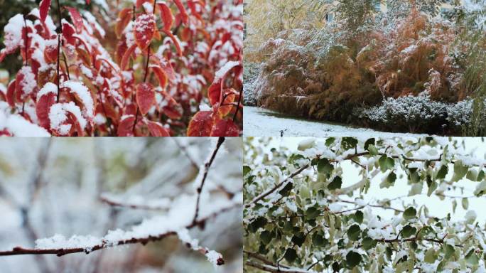 4k雪天雪后植物特写