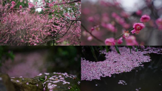 桃花 雨景 水中落花 南际山公园古建一隅