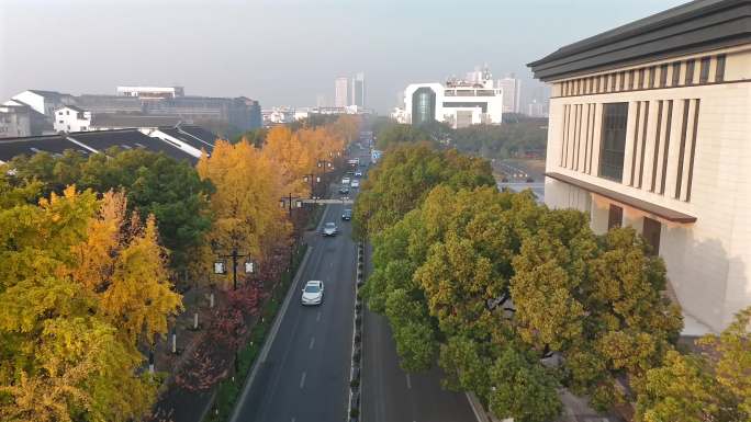 航拍道前街路旁银杏树