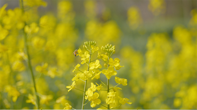 油菜花特写蜜蜂授粉 4k