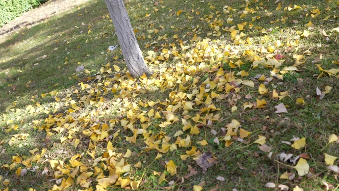 稳定器拍摄 银杏叶 秋叶