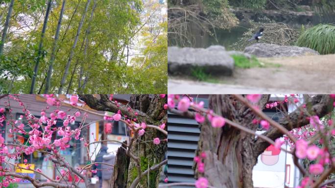 杭州植物园公园春天户外美景风景视频素材