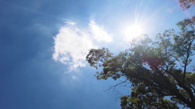 夏天阳光穿过树林唯美空镜头视频素材