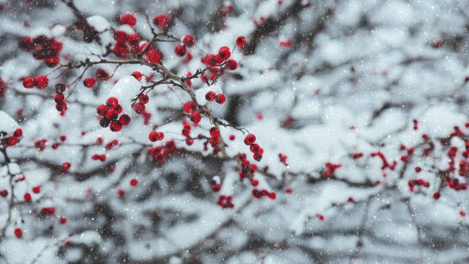 雪景红色的浆果