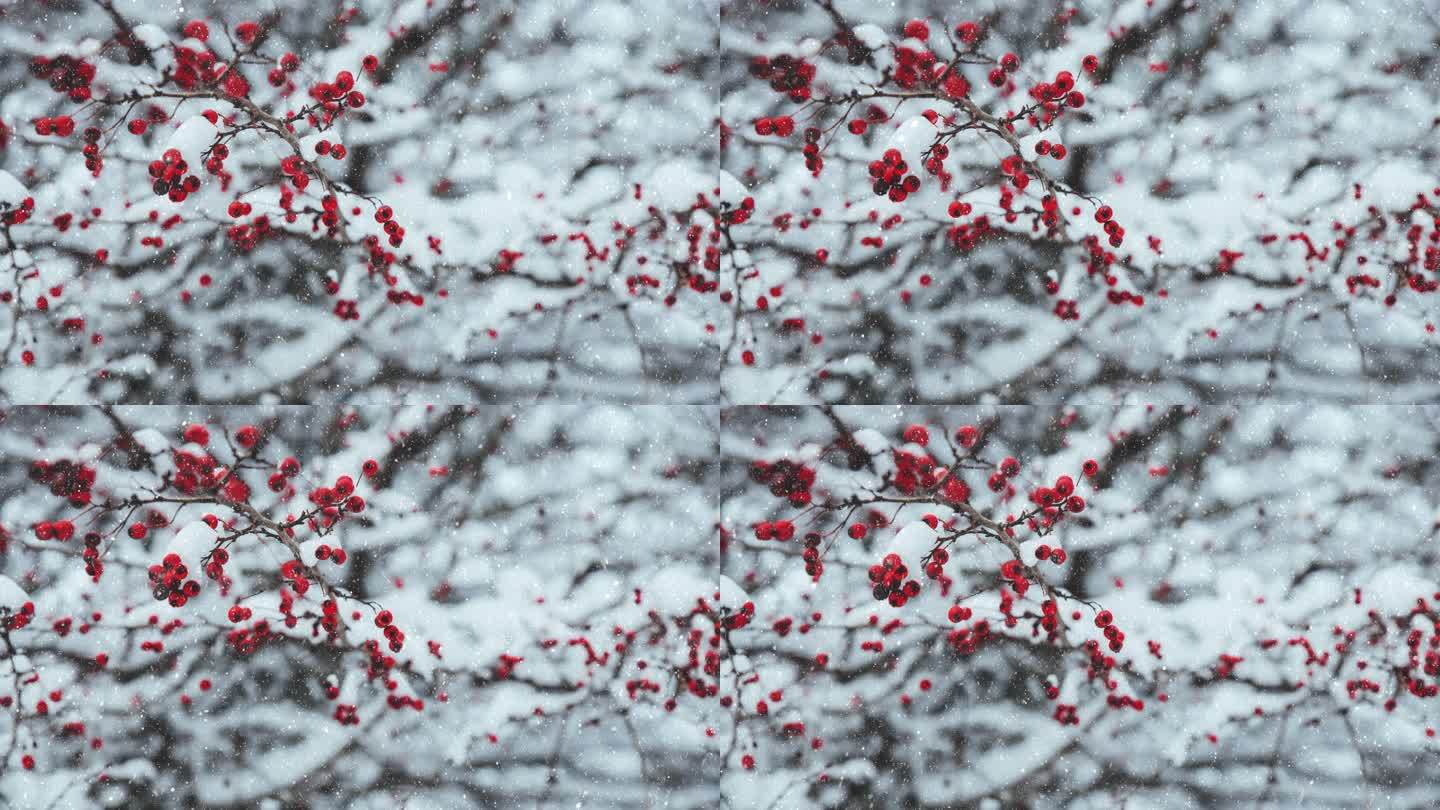 雪景红色的浆果