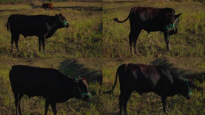 牛吃草牛拍打苍蝇