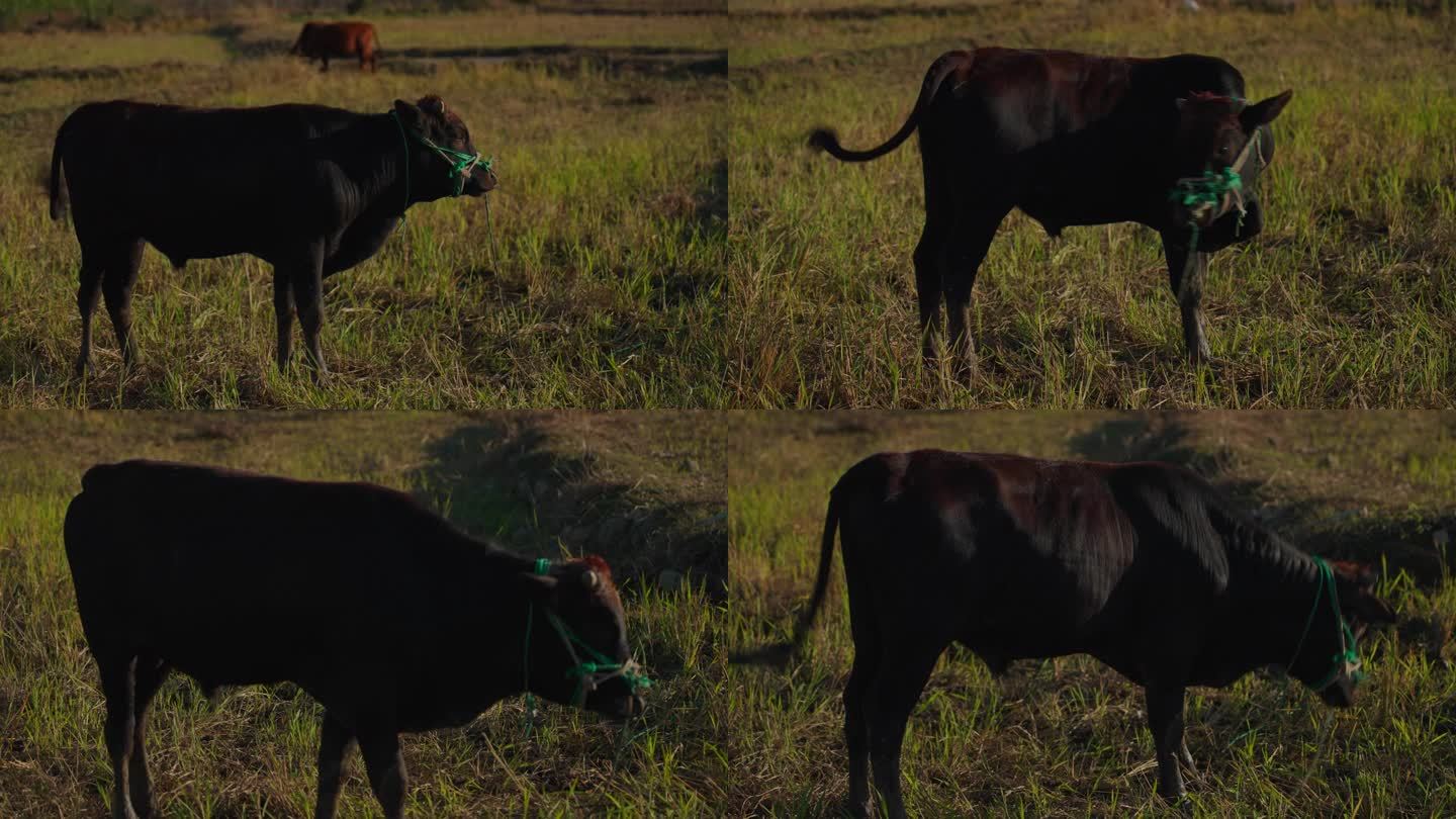 牛吃草牛拍打苍蝇