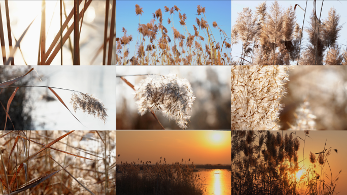 雄安新区白洋淀芦苇