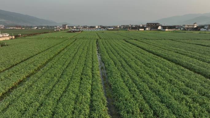 农业农村-大蒜种植和收获-种植区航拍