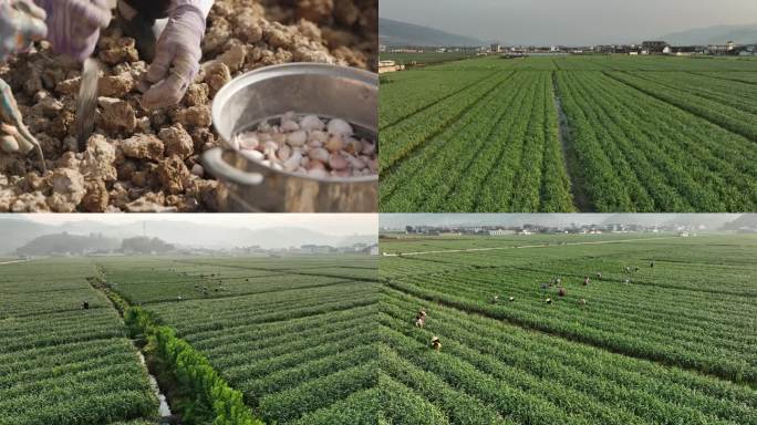农业农村-大蒜种植和收获-种植区航拍