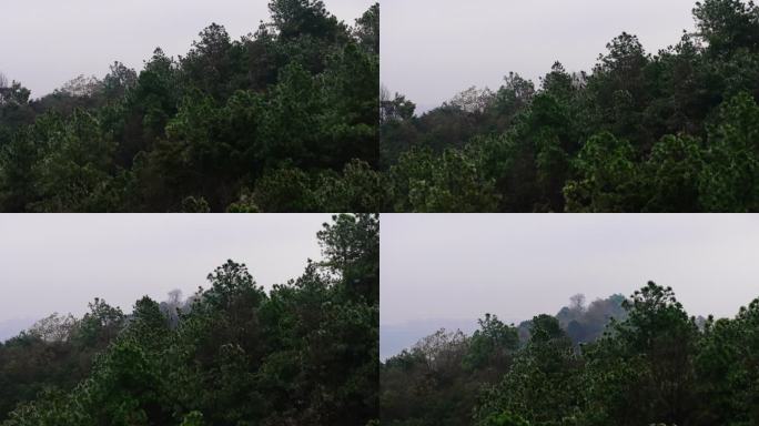 4k长沙谷山森林公园冬季雾凇