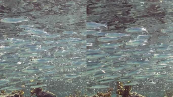 一大群银鱼漂浮在浅滩上