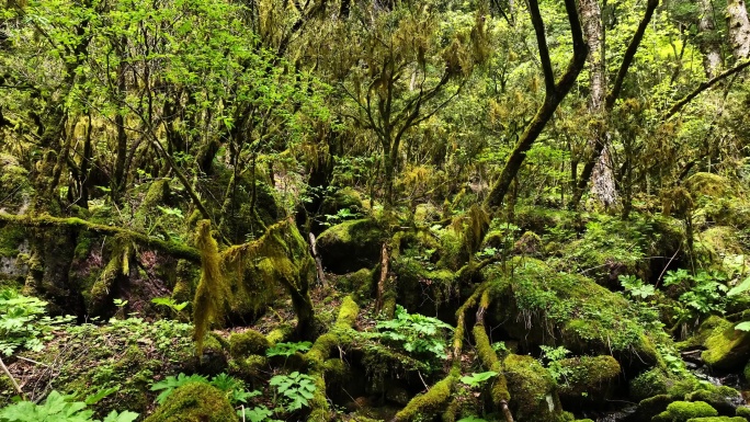 大山深处原始森林热带丛林河流小溪