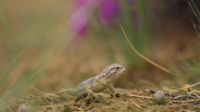 生态 草原 沙蜥蜴  羊群  马群