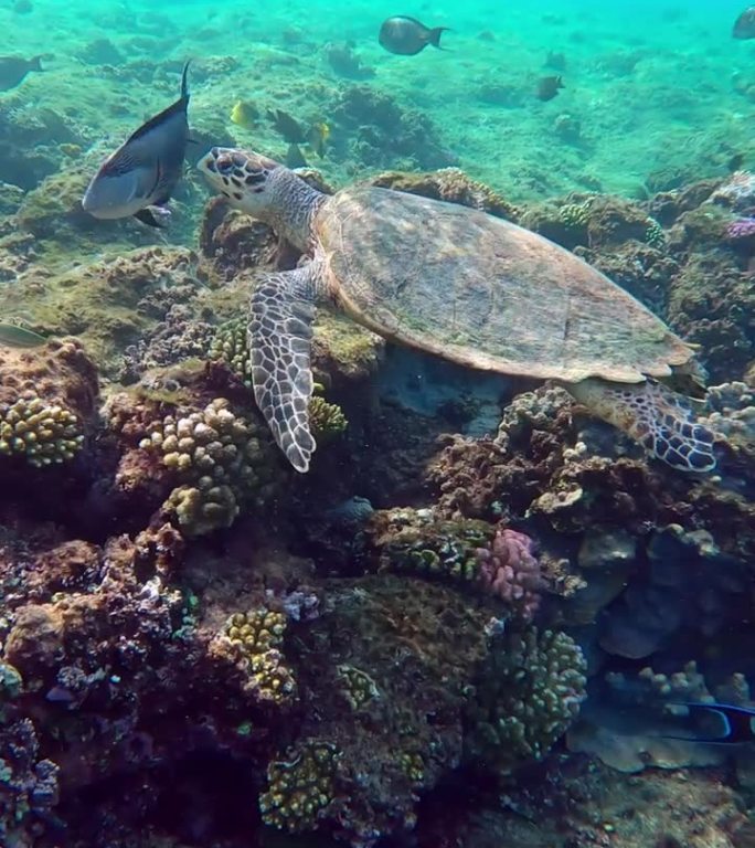 海龟游过珊瑚礁，外科医生鱼试图把它赶走