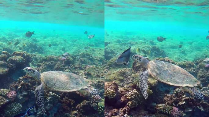 海龟游过珊瑚礁，外科医生鱼试图把它赶走