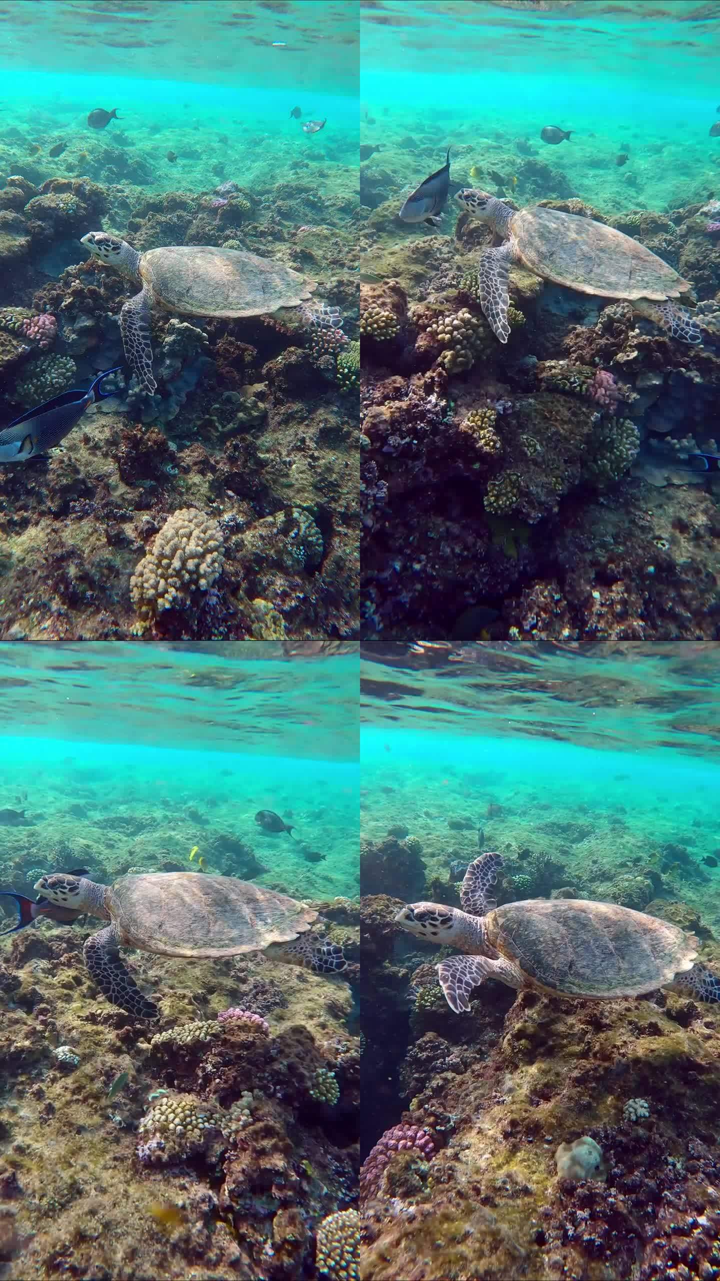 海龟游过珊瑚礁，外科医生鱼试图把它赶走