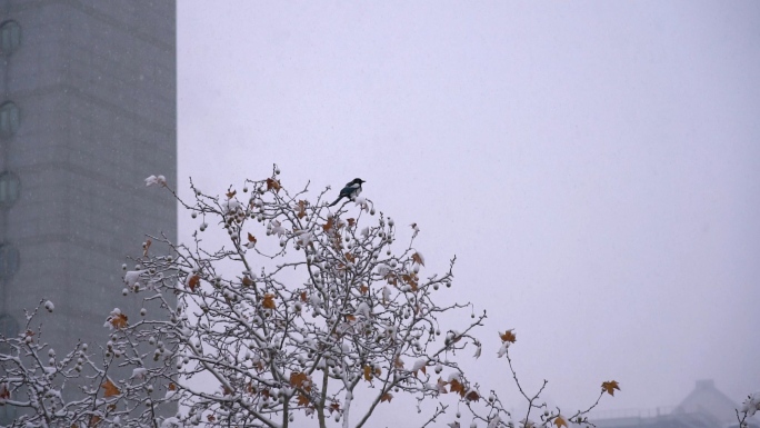 实拍·雪天树梢上喜鹊