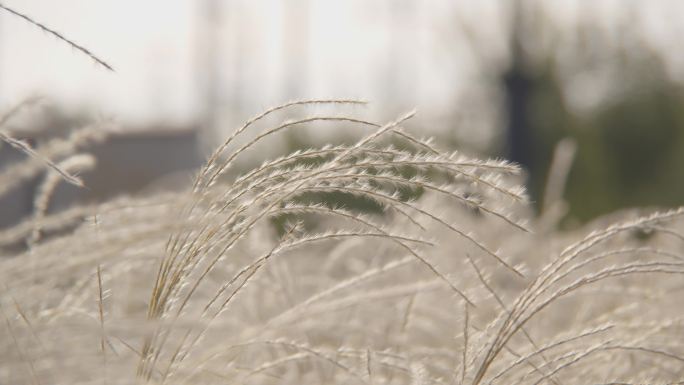 芦苇荡唯美夕阳芦苇丛