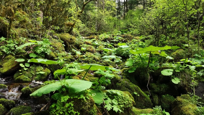 大山深处原始森林热带丛林河流小溪