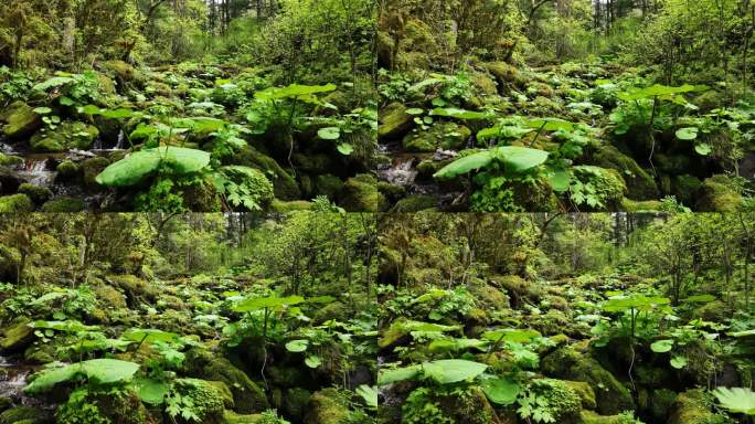 大山深处原始森林热带丛林河流小溪