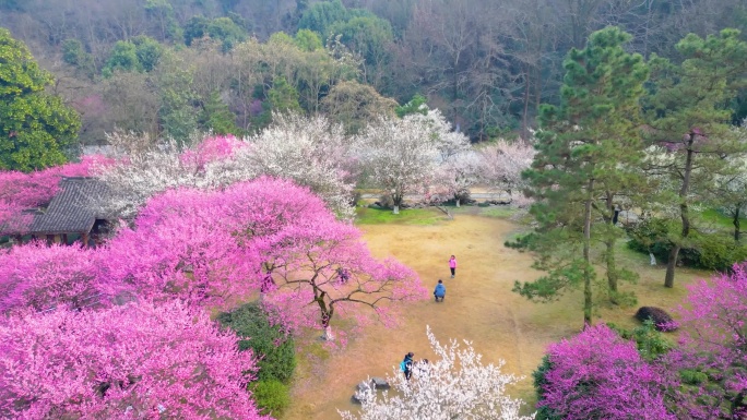 杭州植物园灵峰探梅梅花风景视频素材