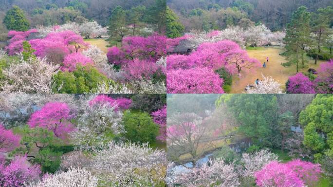 杭州植物园灵峰探梅梅花风景视频素材