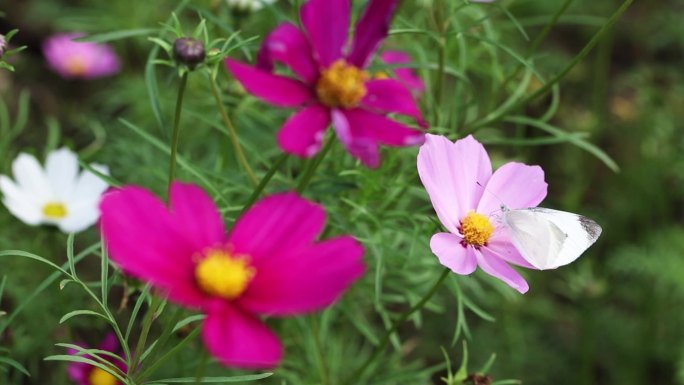 鲜花 蜜蜂采蜜  蝴蝶采蜜  特写 微距