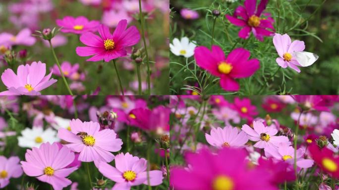 鲜花 蜜蜂采蜜  蝴蝶采蜜  特写 微距