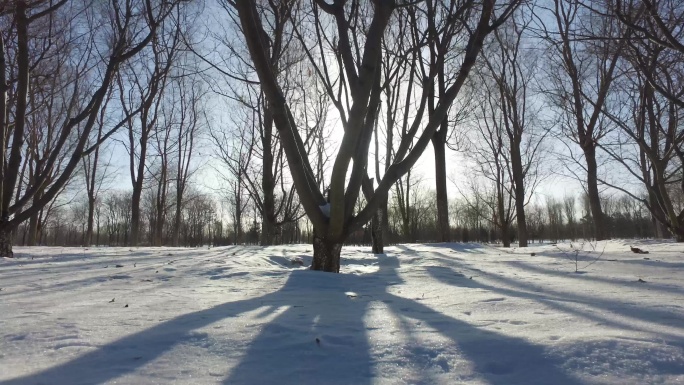 雪后初冬的早晨冬天的雪第一场雪寂静的树林