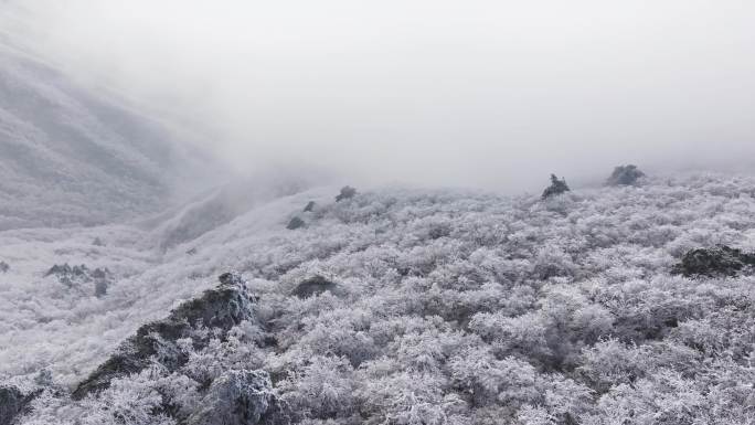 西溪湿地晨雾 2