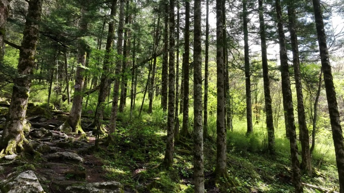 大山深处原始森林热带丛林树木