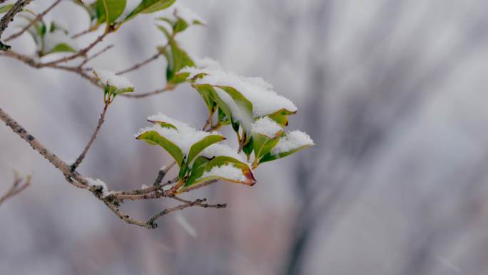 过年冬季雪景4K植物雪景雪花飞舞雪背景