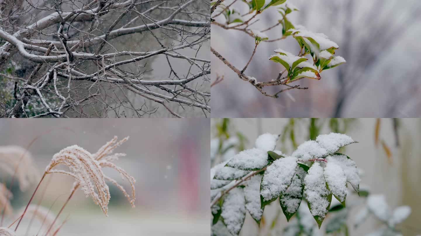 过年冬季雪景4K植物雪景雪花飞舞雪背景