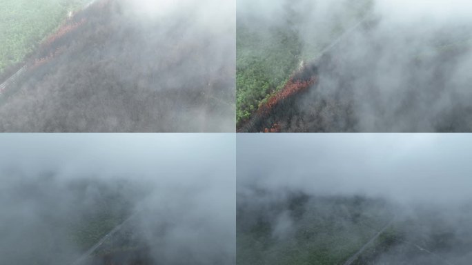 飞跃云雾之中航拍枯树绿树火山口地热奇观