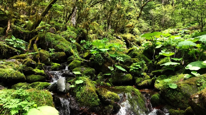 大山深处原始森林热带丛林河流小溪