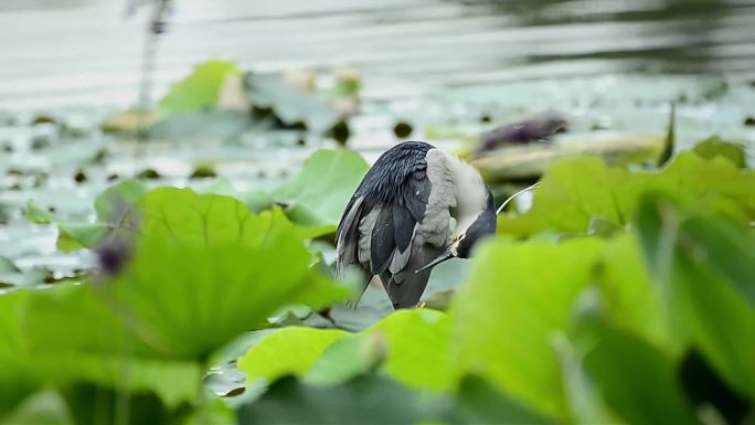 武汉江夏黄家湖鸟特写