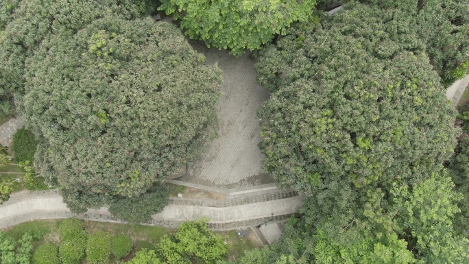 延寿桥“状元红”古荔树 延寿红 莆田荔枝