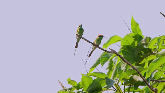 在一个刮风的下午，两只小绿蜂在一起栖息，泰国Merops orientalis