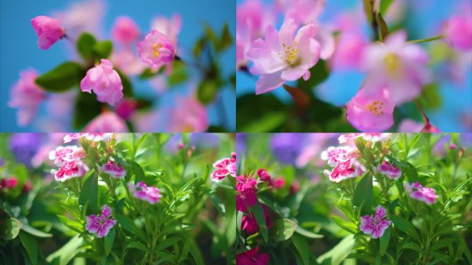 春天来了樱花花朵盛开开花延时摄影草木植被