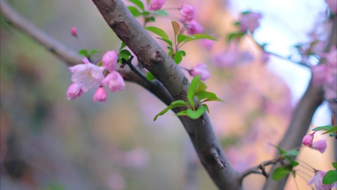 春天花朵樱花绽放过程植物延时视频素材4