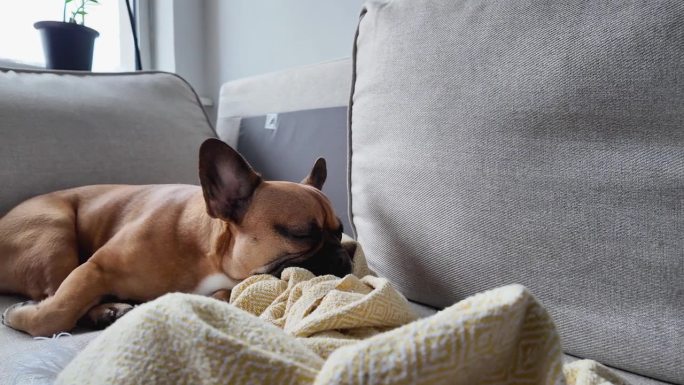 一只法国斗牛犬安静地躺在灰色沙发上，盖着黄毯子。